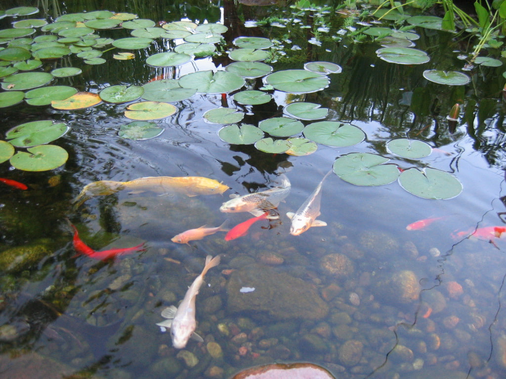 Professional POND cleaning & maintenance